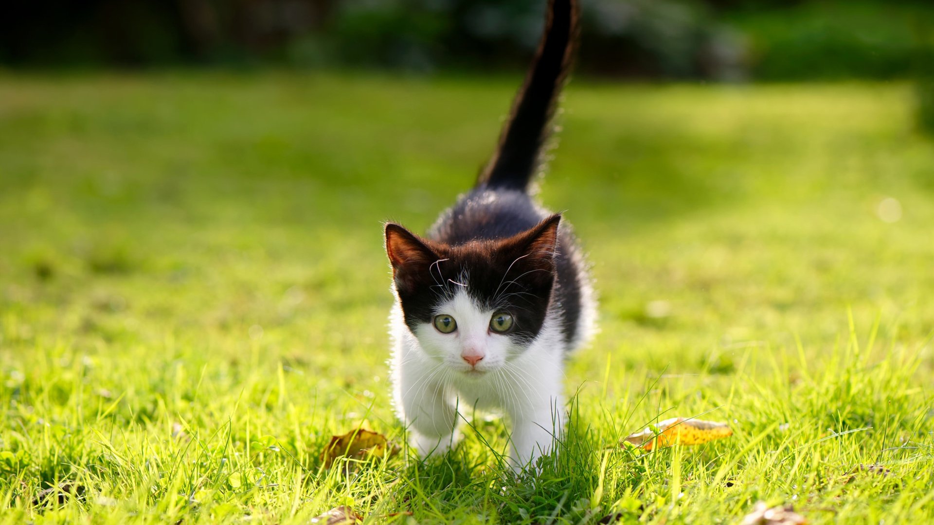 当伊拉克的防线成为F1弯道，一场精密计算的人类表演