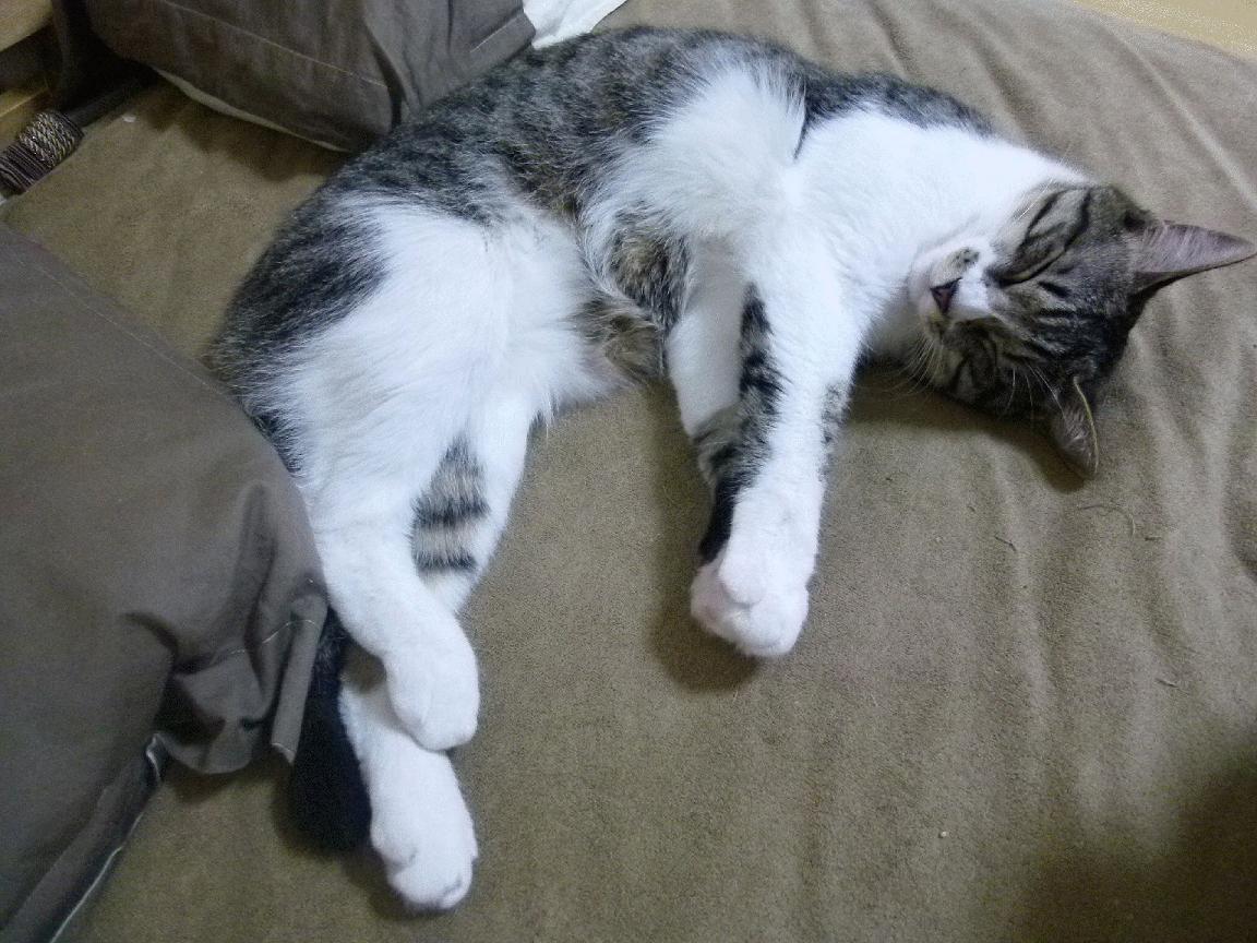 开云平台-钢铁防线！戈贝尔用冠军级表现改写对决定义，老鹰攻防遭撕裂