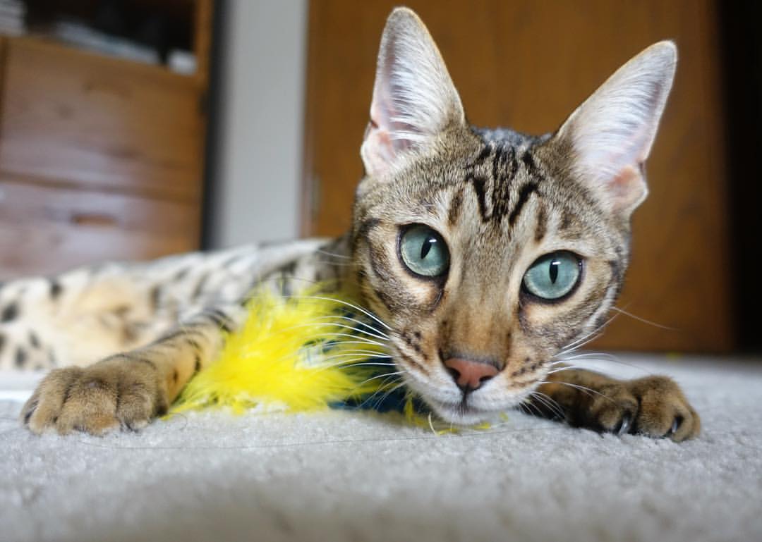 速度的艺术，从斯坦福桥到巴林赛道的终极掌控