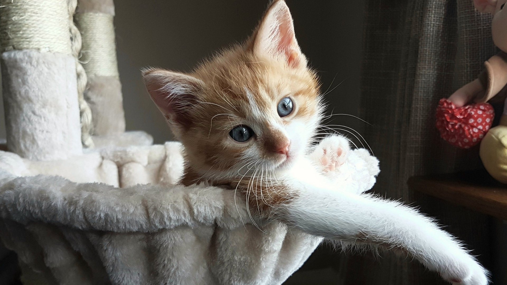 雷暴吞没蜂群,当篮球成为生存游戏