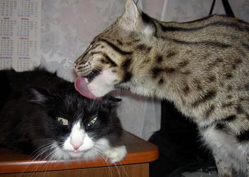 烽烟四起的世界排名夜，将军拉梅洛末节拔剑定乾坤