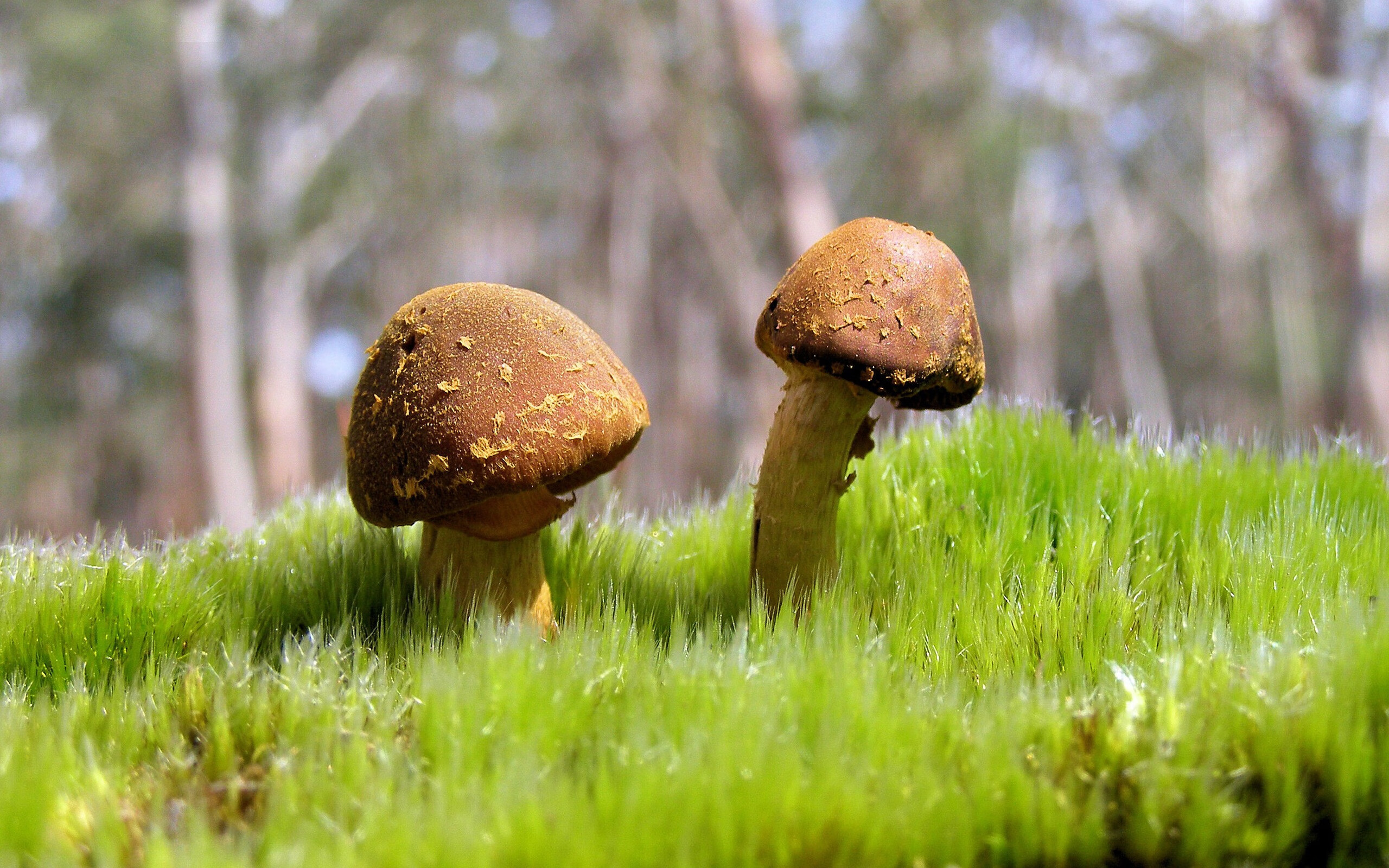 时空交错的篮球哲学，火箭单节风暴与西甲德比的小贾伦时刻