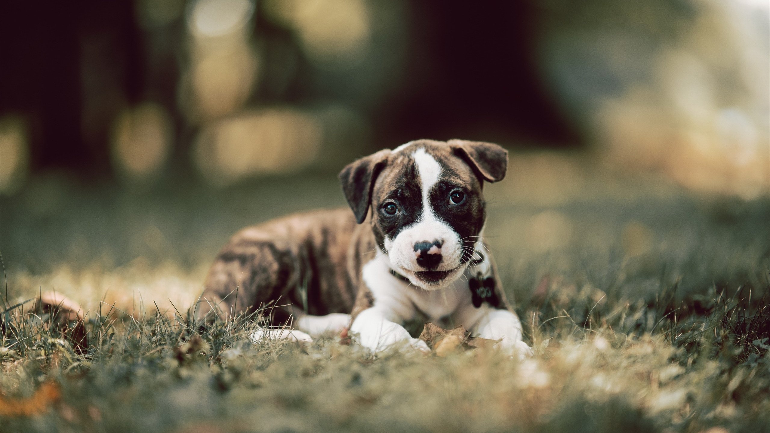 开云体育在线-逆潮而行，当森林狼用复古利爪，斩断纽约的现代进攻浪潮