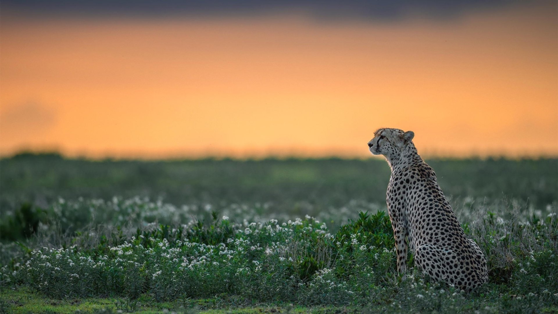 雄狮苏醒，在漫天嘘声与巨大合同下，西亚卡姆如何完成一场史诗级的自我救赎？
