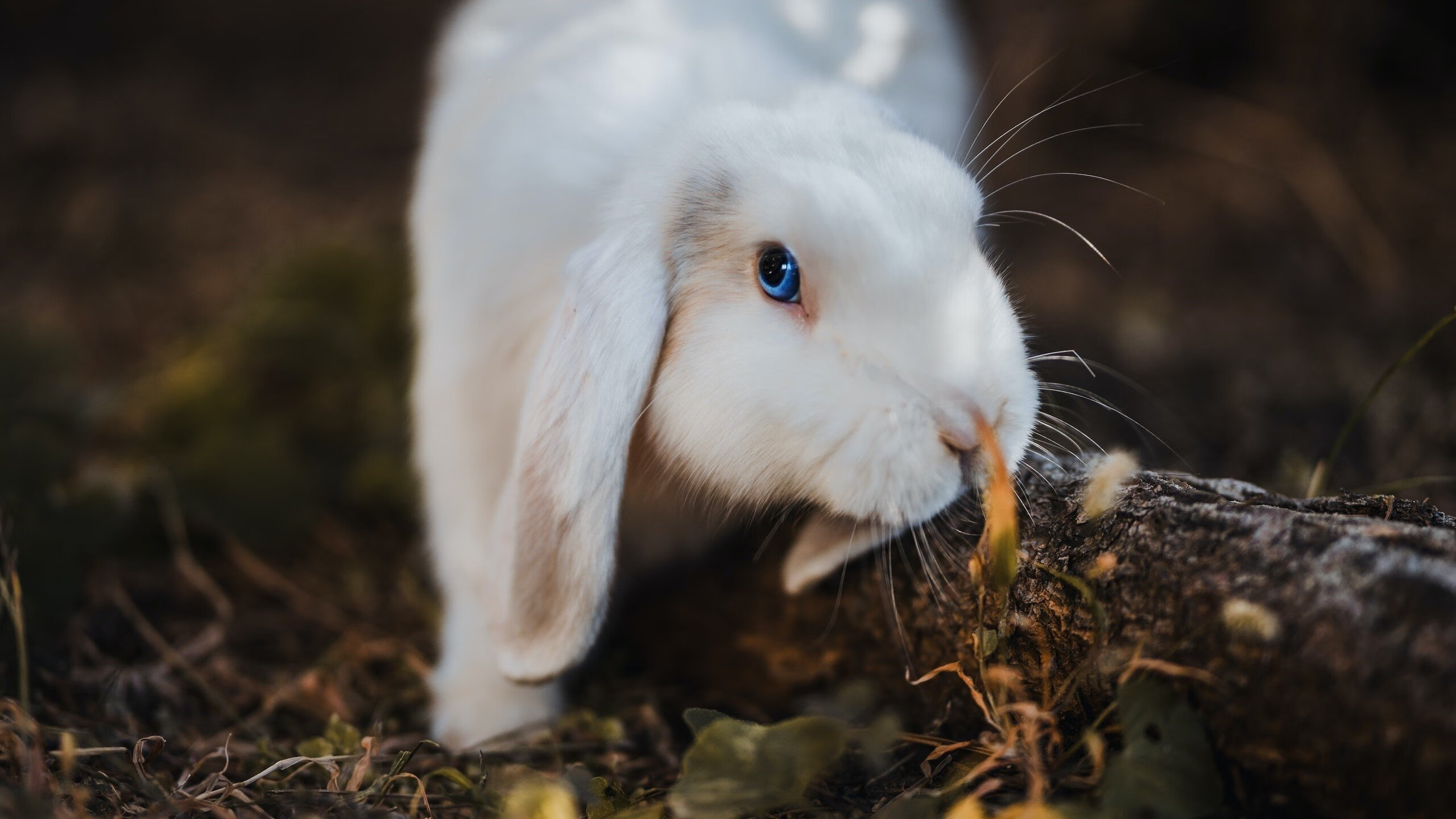 开云体育入口-手术刀与权杖，楚阿梅尼的沉默统治，如何让切尔西在加纳的闪电战中俯首
