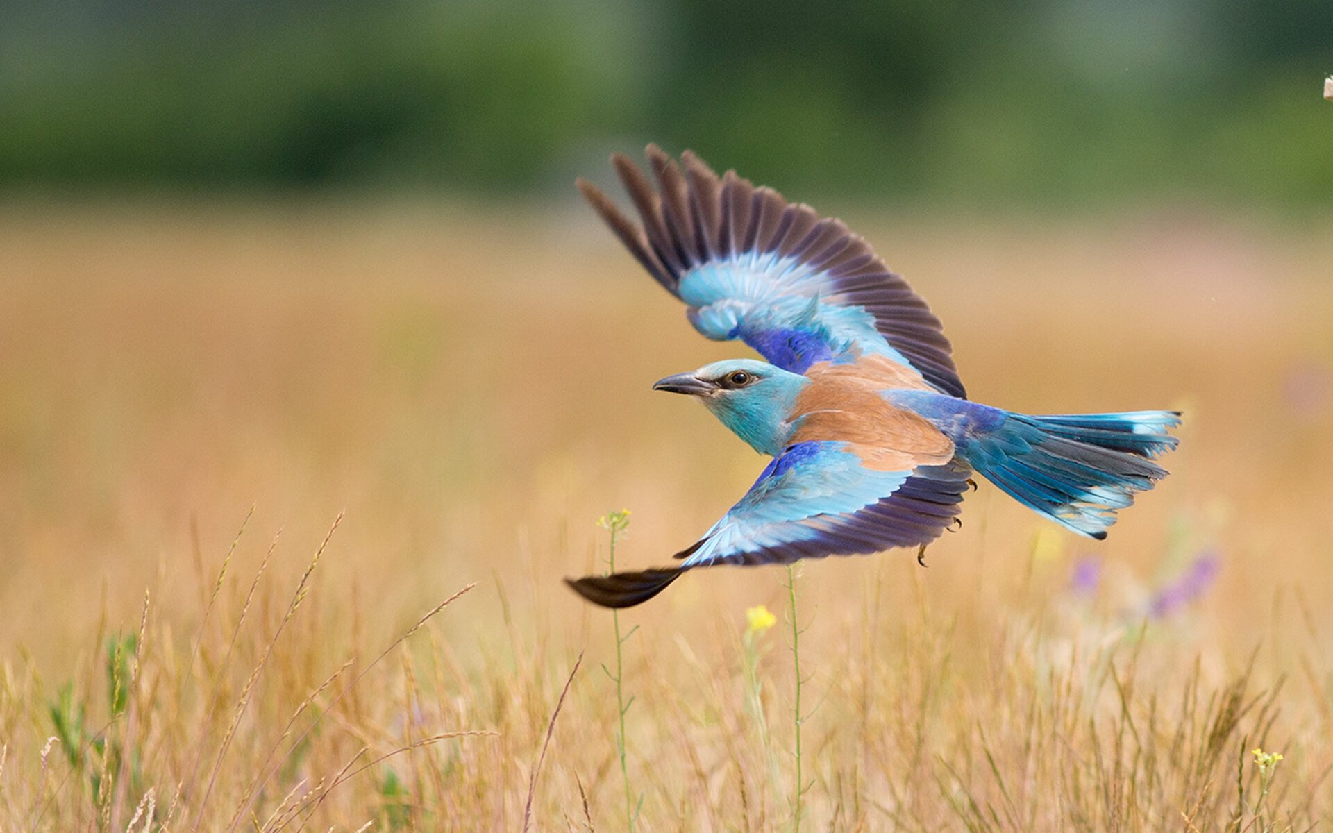 锁链与鹏翼，当杜兰特扼住命运的咽喉，深圳在另一片球场展翅