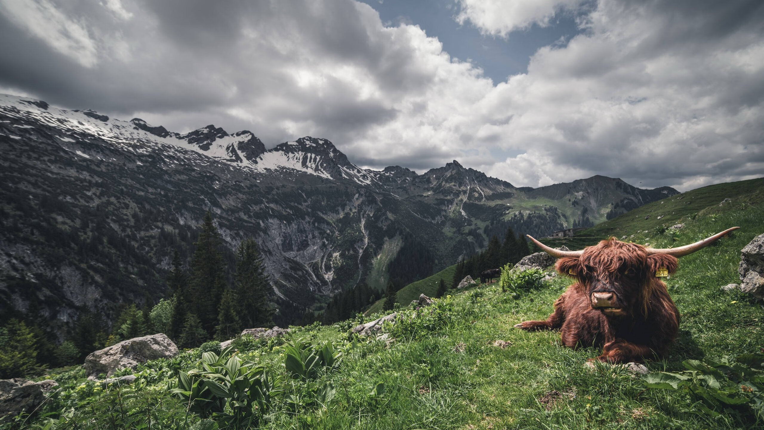 奥斯梅恩闪耀时刻，玻利维亚疾风骤雨击溃澳大利亚