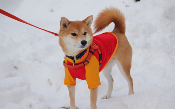 蓝衣风暴席卷波斯铁骑，2026世界杯B组，意大利的完美复仇与内马尔的不朽独舞